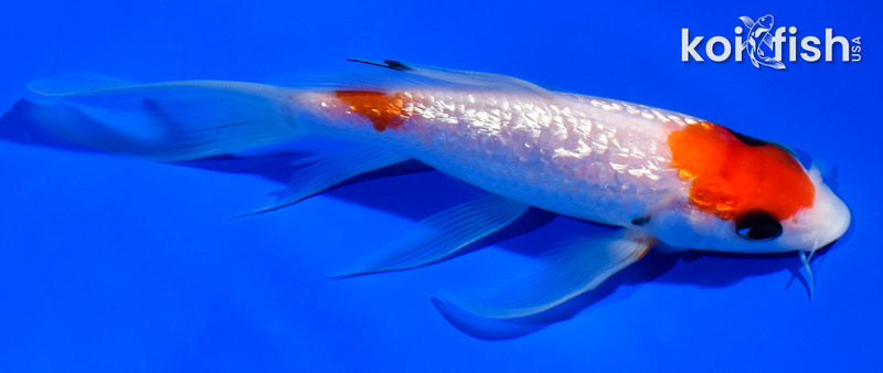 5.5" GINRIN MARUTEN SANKE BUTTERFLY