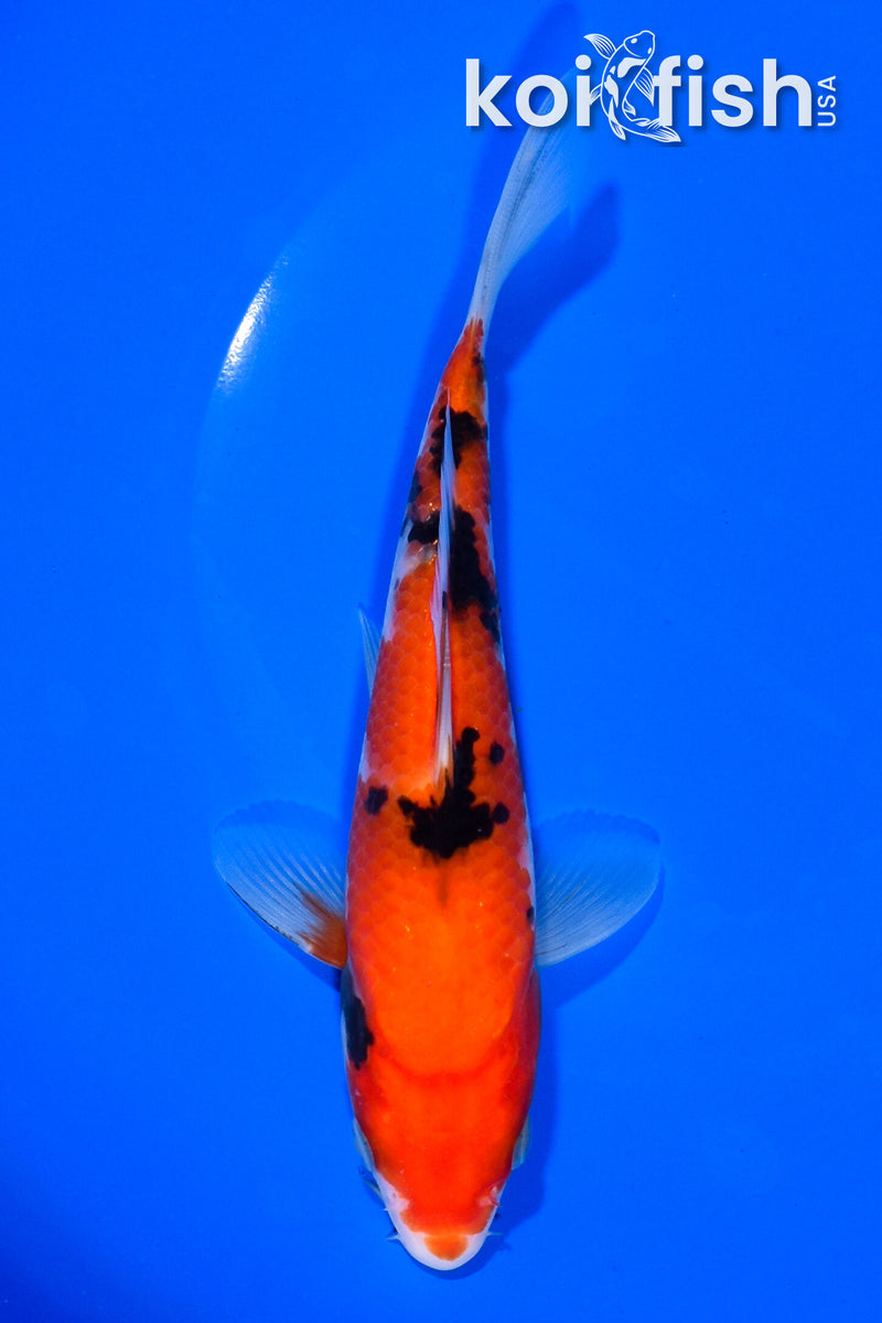 7.25" AKA SANKE