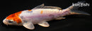 4.25" BENI KIKOKURYU