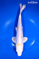 11.25" GINRIN LEMON HARIWAKE