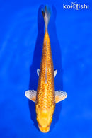 6" GINRIN YAMABUKI OGON