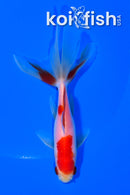 5" SARASA WATONAI GOLDFISH