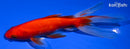 6.25" WATONAI GOLDFISH