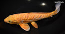 12.5" DOITSU OCHIBA SHIGURE