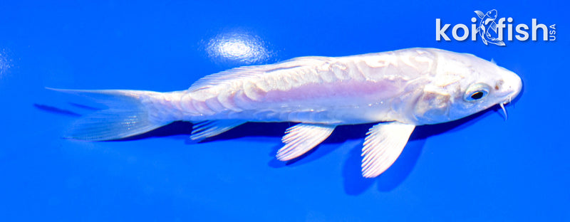 5.5" GINRIN ARAGOKE PLATINUM OGON