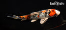 6.5" KUCHIBENI YAMATO NISHIKI