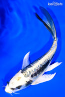 6.75" KIN KIKOKURYU BUTTERFLY