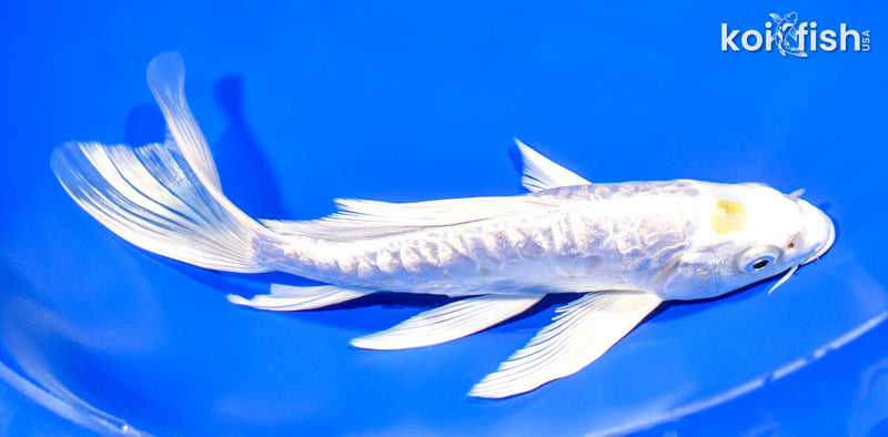 8.25" GINRIN ARAGOKE HARIWAKE BUTTERFLY