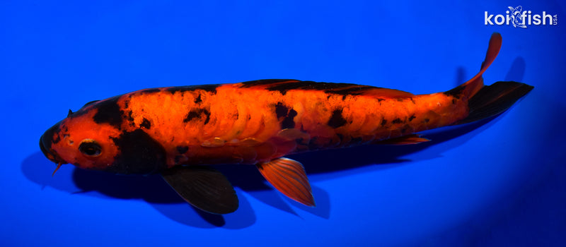 11" ARAGOKE HI UTSURI