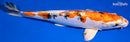 12.25" HEISEI NISHIKI