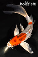 9.5" KUJAKU BUTTERFLY