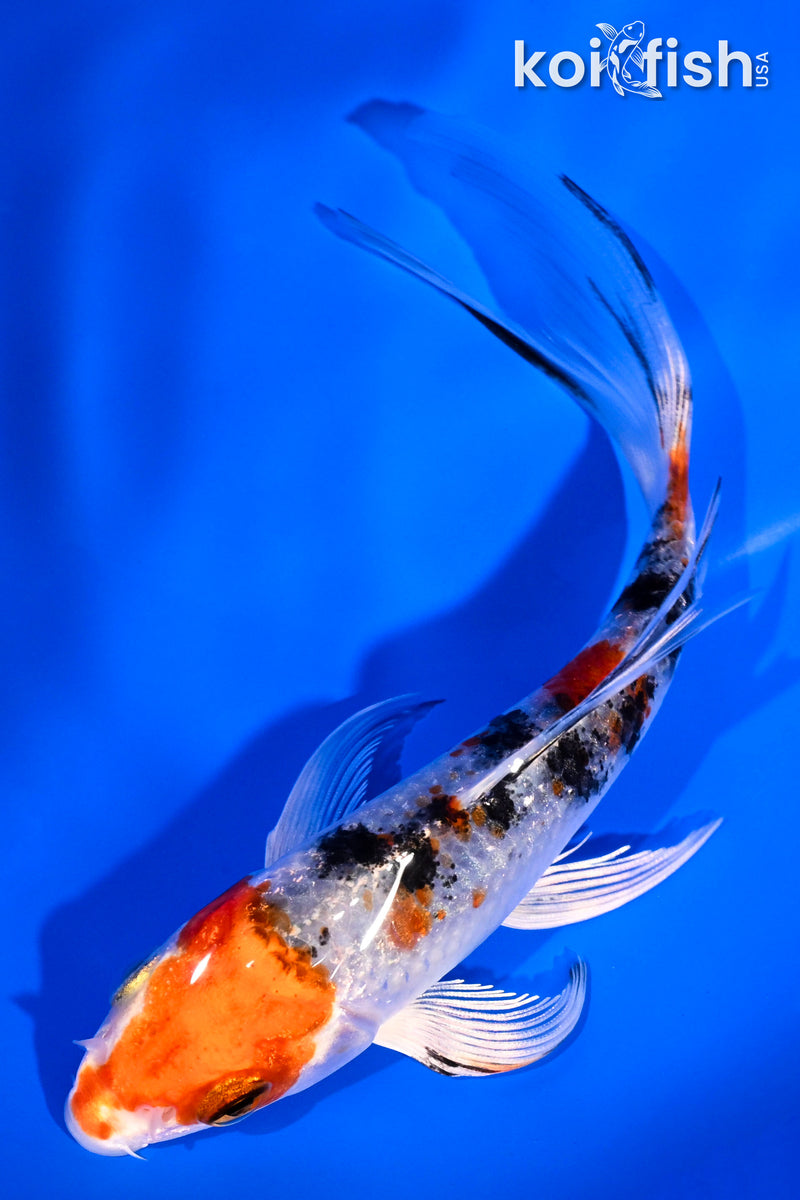 5.25" YAMATO NISHIKI BUTTERFLY