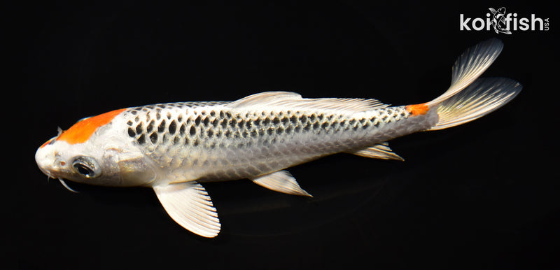 8.25" KUJAKU