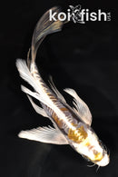 7.75" ARAGOKE KIN KIKOKURYU BUTTERFLY