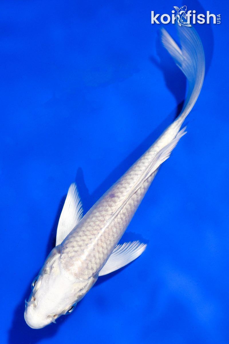 6" PLATINUM OGON BUTTERFLY