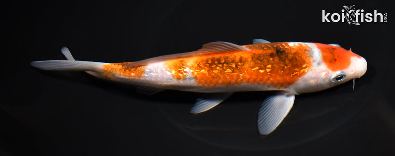 7.75" GINRIN GOROMO