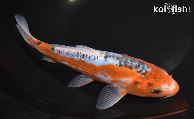 8.25" HI SHUSUI