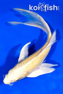 8.25" YAMABUKI OGON BUTTERFLY