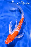7" GINRIN KOHAKU BUTTERFLY