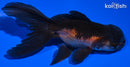 4.5" ORANDA GOLDFISH