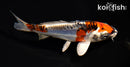 5" BENI KIKOKURYU