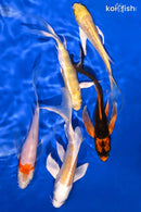 PACK OF (5) 4.75-5.25" BUTTERFLY KOI