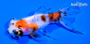 4.75" CALICO TELESCOPE FANTAIL GOLDFISH