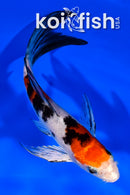 5.25" YAMATO NISHIKI BUTTERFLY