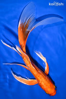 11.25" DOITSU ORENJI OGON BUTTERFLY
