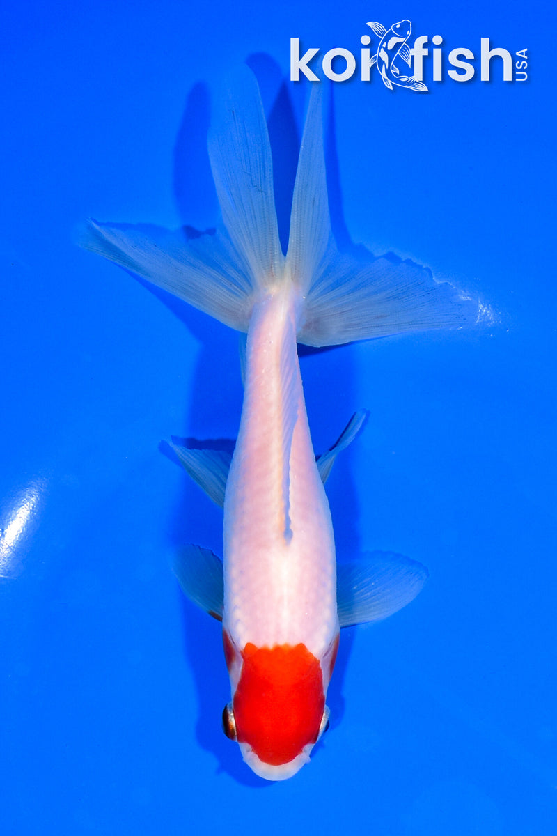 6.25" WATONAI GOLDFISH