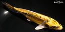 7.5" KIN KIKOKURYU
