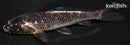 4.75" GINRIN MATSUKAWABAKE