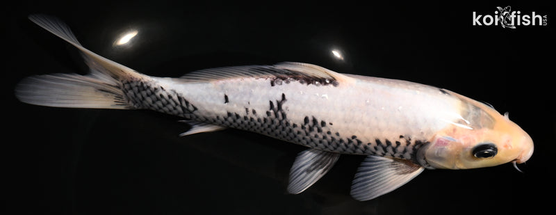 10" MATSUKAWABAKE