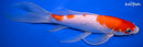9.5" KOHAKU BUTTERFLY