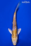 5" DOITSU LEMON HARIWAKE