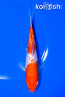 6.25" GINRIN KOAHKU
