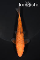 5.25" ARAGOKE CHAGOI