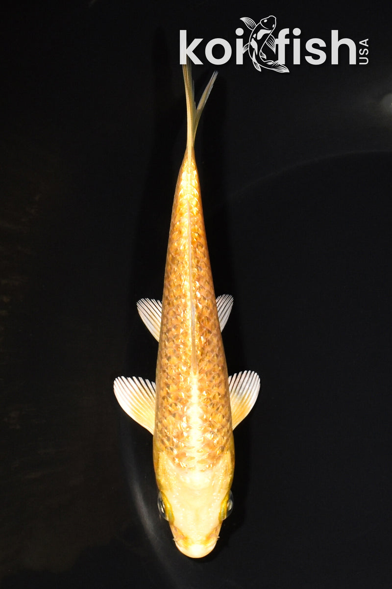 5.5" GINRIN YAMABUKI OGON