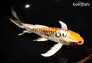9" ARAGOKE BENI KIKOKURYU BUTTERFLY