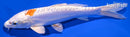 8" KIKUSUI