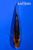 4.5" BENI KIKOKURYU