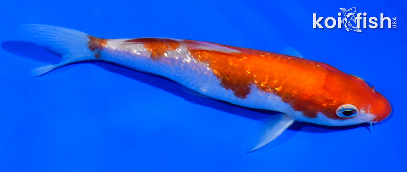 5" GINRIN KOHAKU