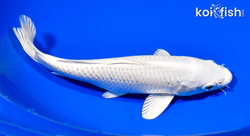 7.5" PLATINUM OGON