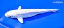 6.75" DOITSU PLATINUM OGON