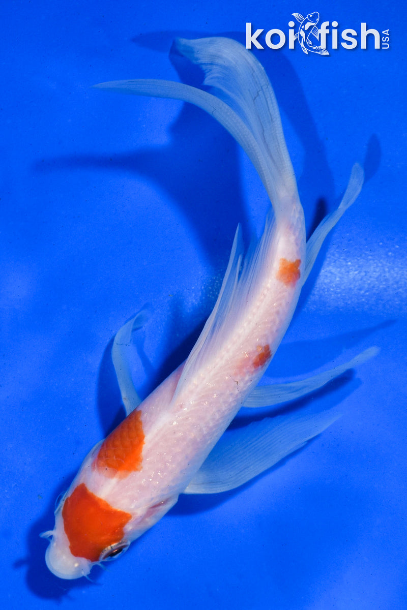 5.5" KOHAKU BUTTERFLY