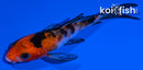 4" SANKE BUTTERFLY