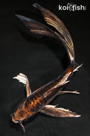 10.5" BENI KIKOKURYU BUTTERFLY