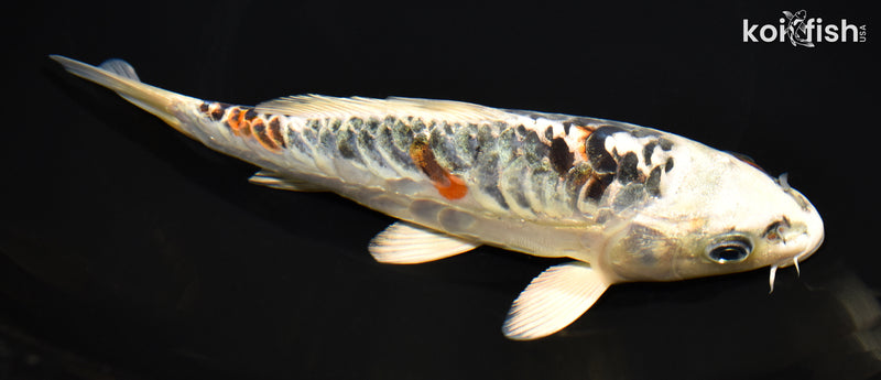 7.75" KUJAKU