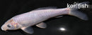 6.5" SORAGOI