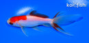 5" SARASA WATONAI GOLDFISH
